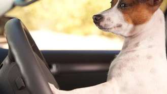 Dog in Need of Car Safety
