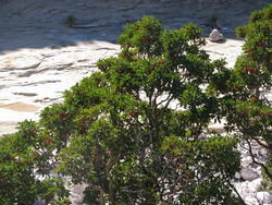 Arbutus texana tree 