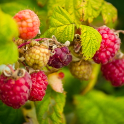 What type of mulch is best for blackberries?