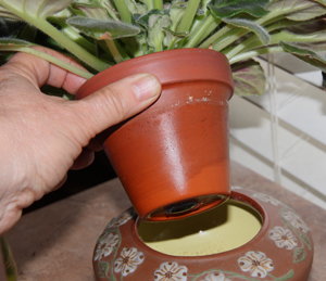self watering pot