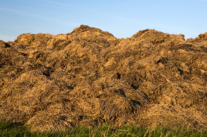 compost windrow