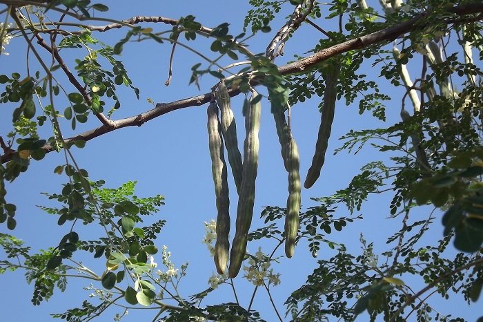 The Amazing Miracle Tree! - Dave's Garden