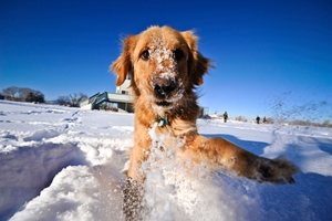 Winter Health and Safety Tips for Dogs