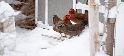 How to Winterize a Chicken Coop How to Winterize a Chicken Coop