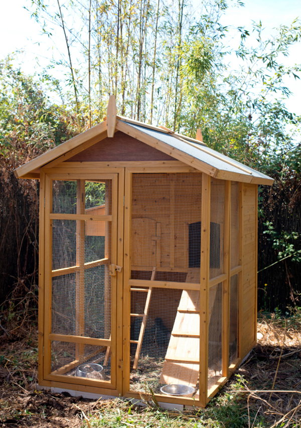 Designing the Ultimate Urban Chicken Coop