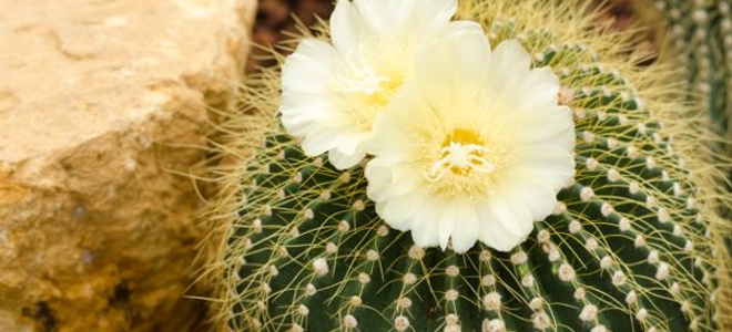 3. Barrel Cactus
