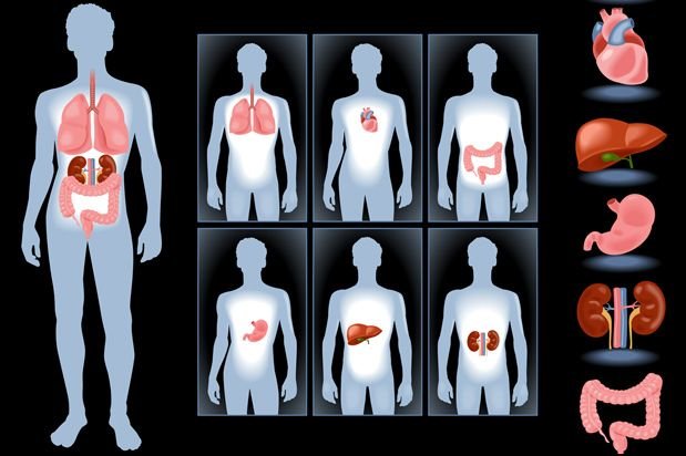 human body organs