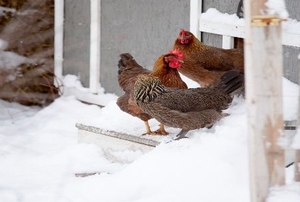 Chickens in the snow outside a chicken coop.