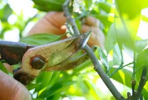 Pruning an orange tree with secateurs.