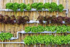 Several rows of plants grow in troughs attached to a bamboo fence.