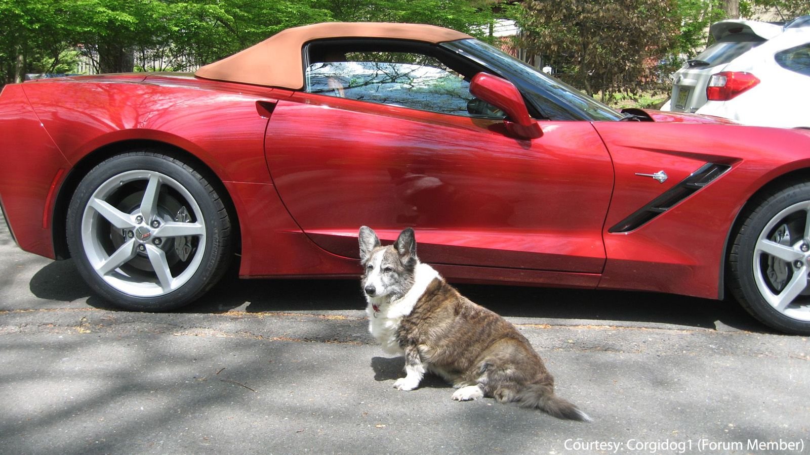 8 Best Dogs Posing with Corvettes Corvetteforum