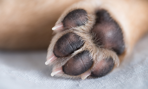 Dog paws