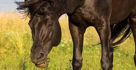 Image of black horse shaking head.