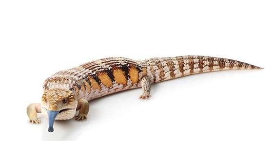 Image of a blue toungued skink.