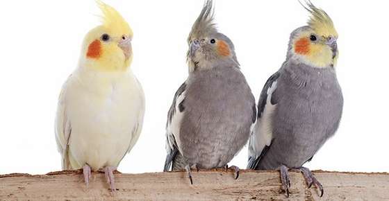 Image of three cockatiels.