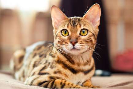 Image of a cat.