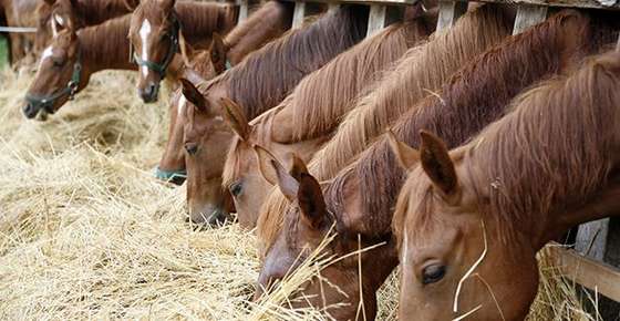 Image of horses eating.