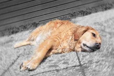 Image of dog laying down on the floor.