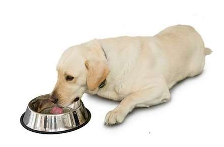 Image of a fat dog.