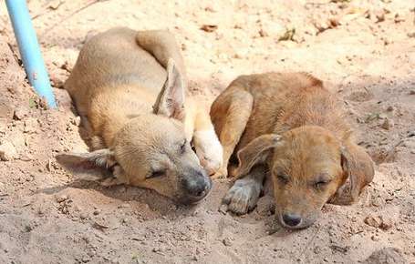 Image of two puppies laying in the sand.