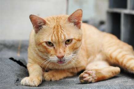 Image of a sick cat. 