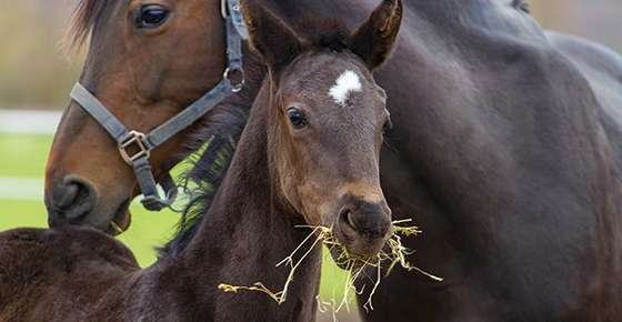Image of mother and foal.