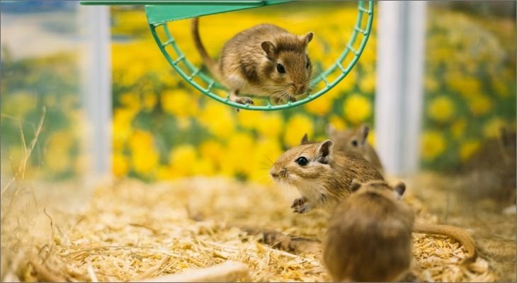 gerbils