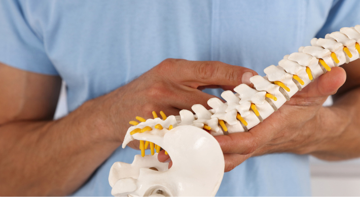 Man examines model of the spine.