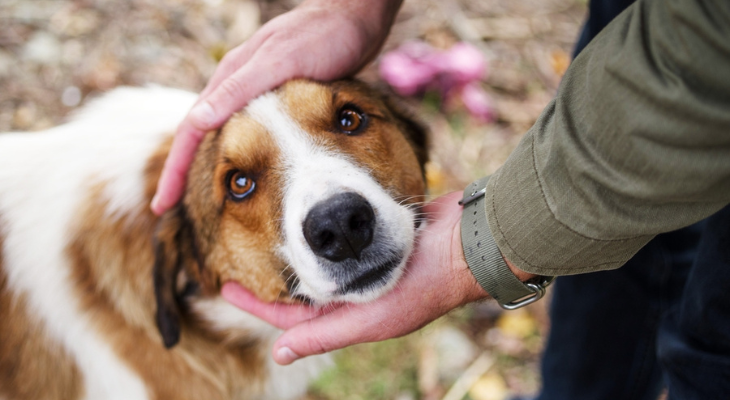 Dog has his head held by man.