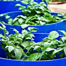 HOW TO MAKE A POTATO BARREL visual data 3