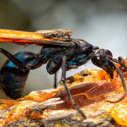 Tarantula Hawk Wasp on bark with flies