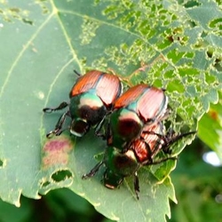 Natural Ways to Combat Japanese Beetles - Dave's Garden