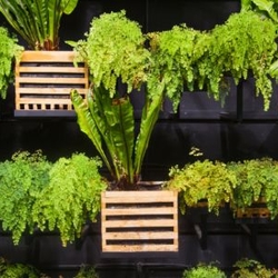 BEST VINING FRUITS AND VEGETABLES FOR VERTICAL GARDENS visual data 4