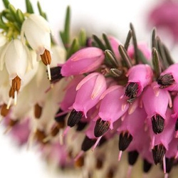 Heath and Heather: Captivating Ground Covers