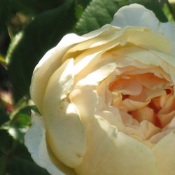 Jude the Obscure Davis Austin rose