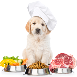 Golden retriever puppy wearing a chef's hat in front of three metal bowls with vegetables, kibble, and raw meat