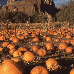 Field of Pumpkins with Mountains on the Horizon