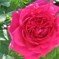 The Dark Lady Rose