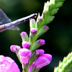 dragonfly on pink flowers