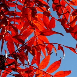 Crimson sumac leaves against a blue sky.