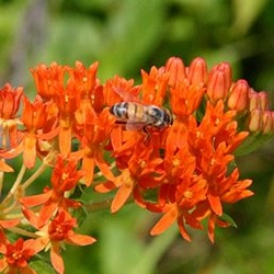 Where to buy milkweed plants image