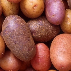 Colorful potatoes
