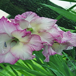 pink gladiolus bloom