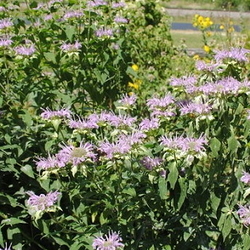 lavender bee balm in bloom