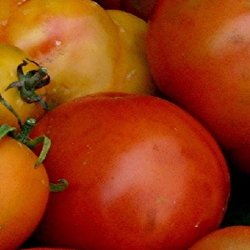 All colors, shapes and sizes of tomatoes