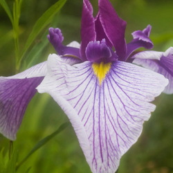 Purple Japanese iris