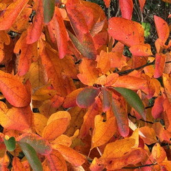 Red and orange sassafras leaves