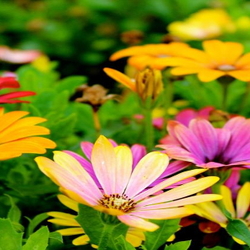 colorful garden flowers