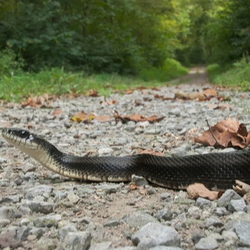 snake on gravel road