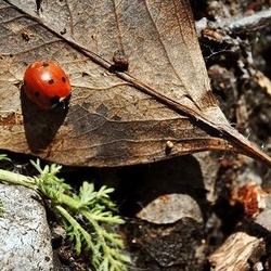 Ladybug on leaf debris